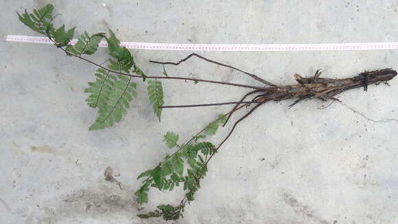 Image of Spiny Tree Fern