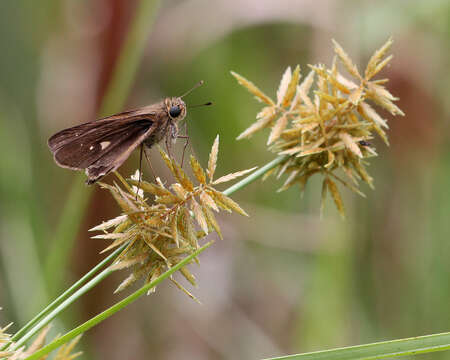 Image of Long-windged Skipper