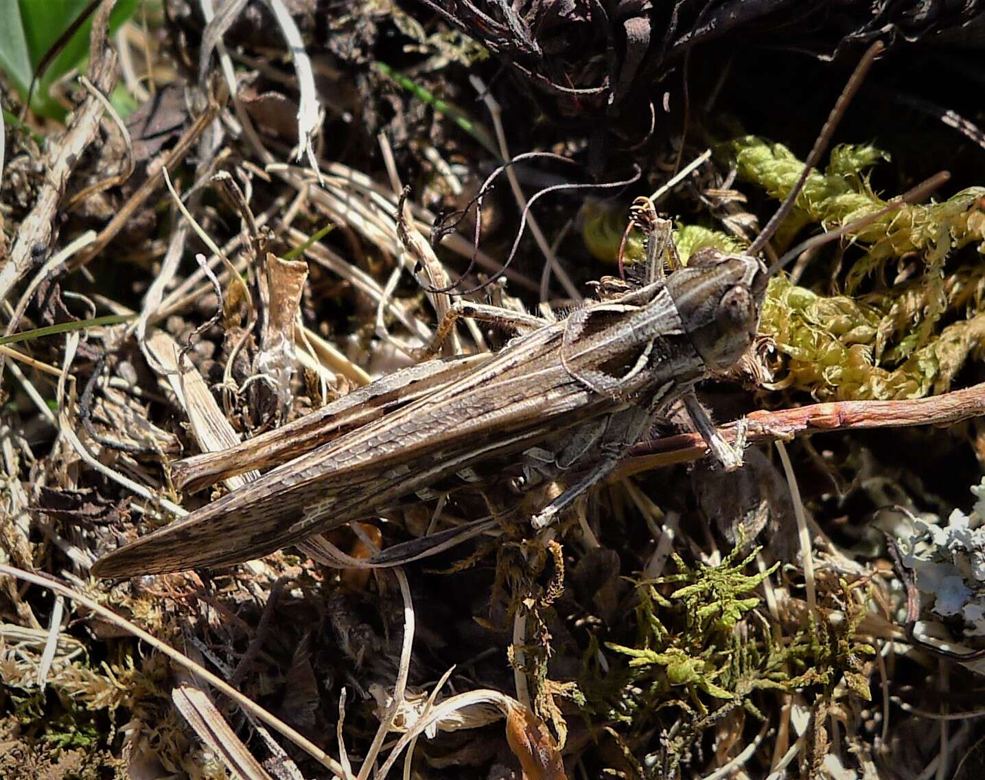 Image de Chorthippus (Glyptobothrus) bornhalmi Harz 1971