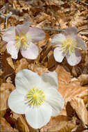 Image of black hellebore