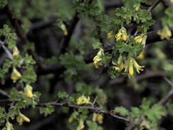 Image of rock gooseberry