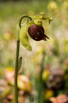 Image of California pitcherplant