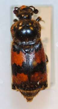 صورة Nicrophorus (Nicrophorus) dauricus (Motschulsky 1860)