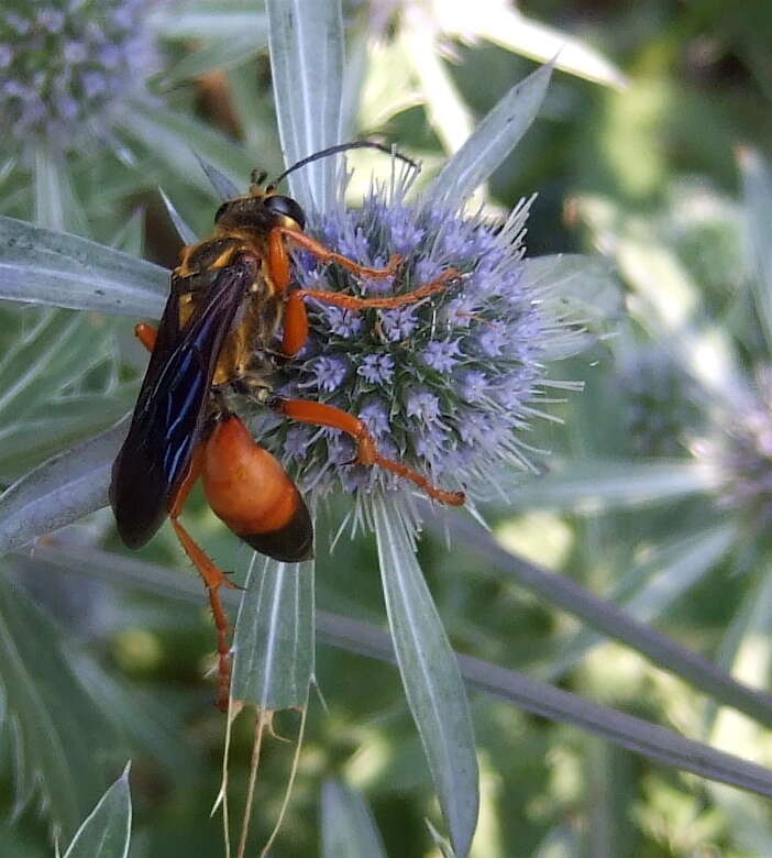 Image of Great Golden Digger Wasp