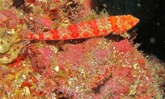 Image of Lizardfish