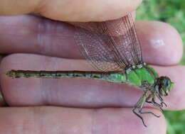 صورة Ophiogomphus rupinsulensis (Walsh 1862)