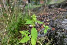 Image of hempnettle