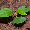 صورة Hampea appendiculata (J. D. Smith) Standl.