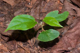 Image of Hampea appendiculata (J. D. Smith) Standl.