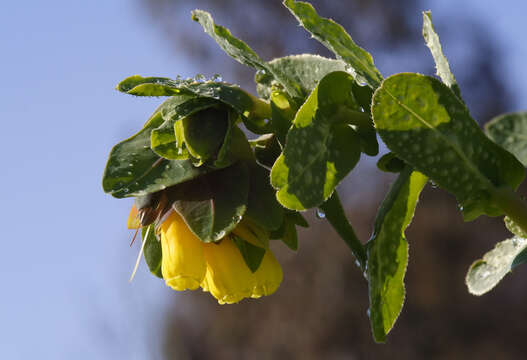Image of honeywort