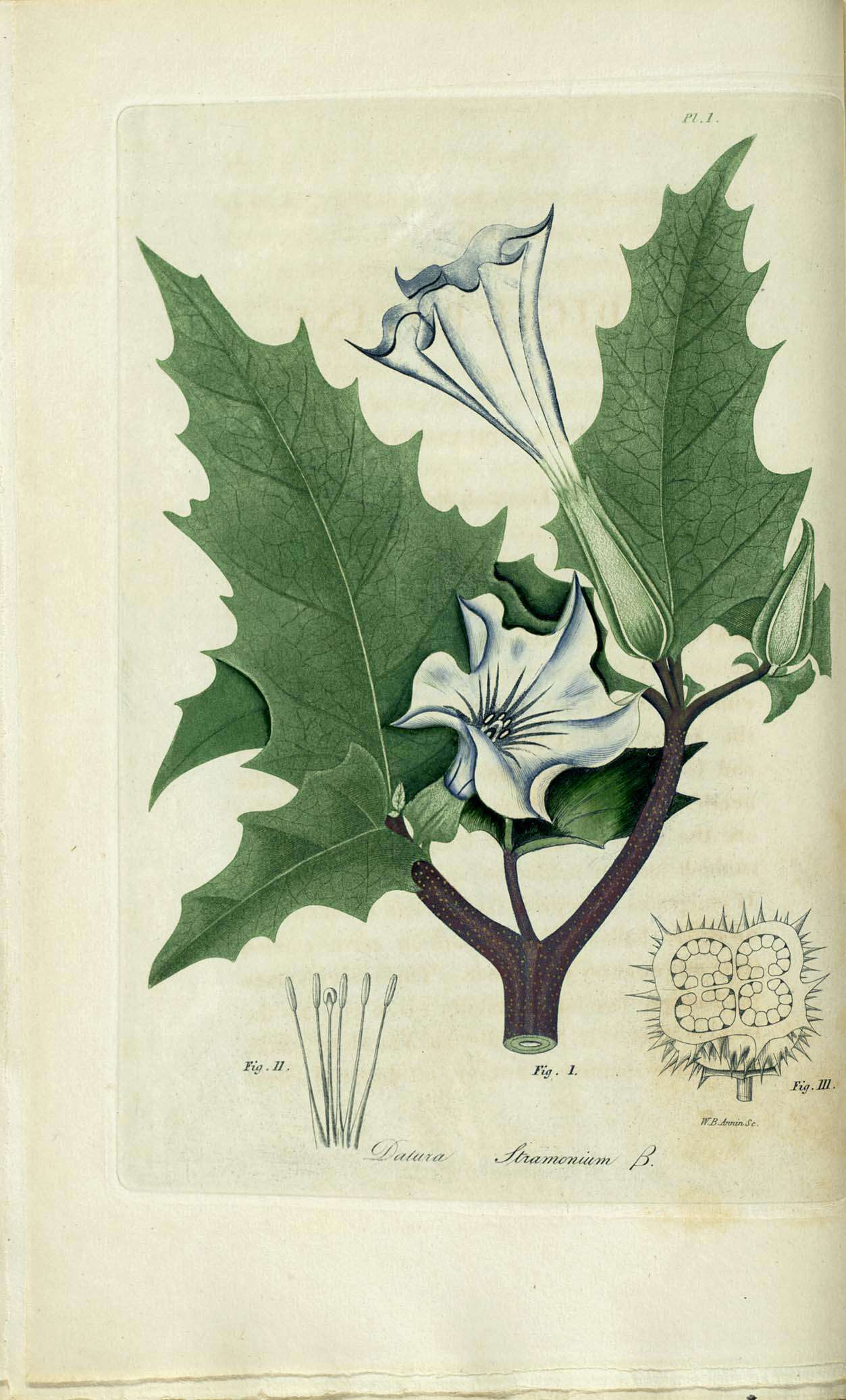 Image de Datura