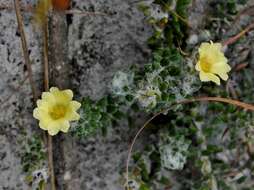 Portulaca hirsutissima Cambess. resmi