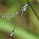 Image of Southern Spreadwing