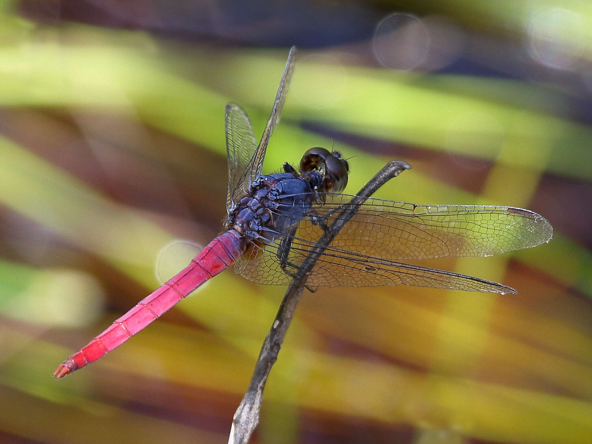 Image of Rosy Skimmer