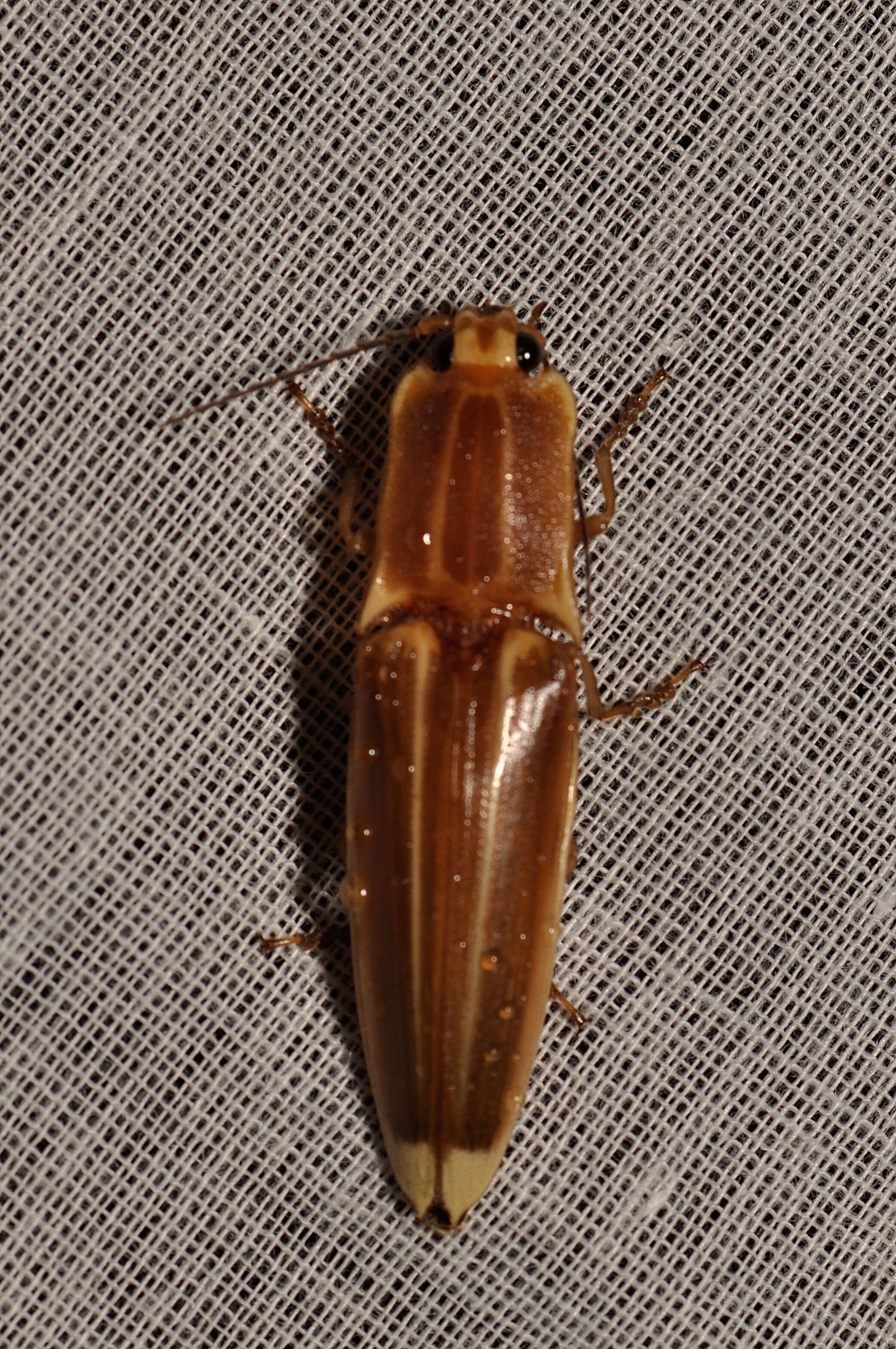 Image of Semiotinae