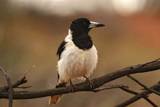 Imagem de Cracticus nigrogularis (Gould 1837)