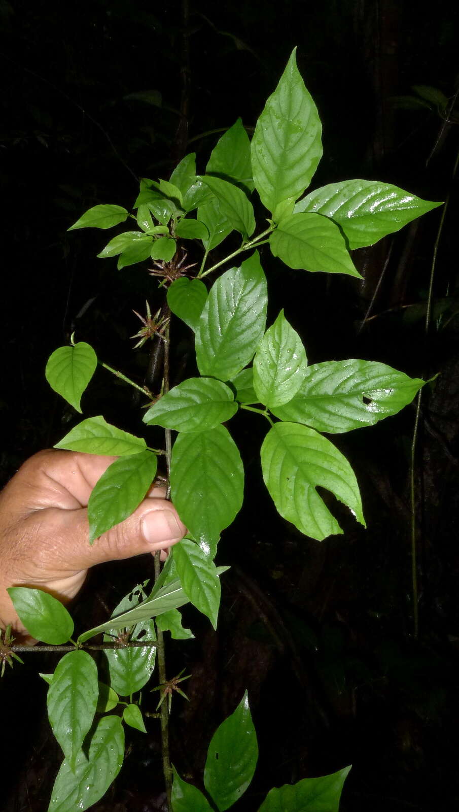 Image of Chomelia tenuiflora Benth.