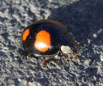 Image of Harmonia axyridis (Pallas 1773)