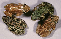 Image of Boreal Chorus Frog