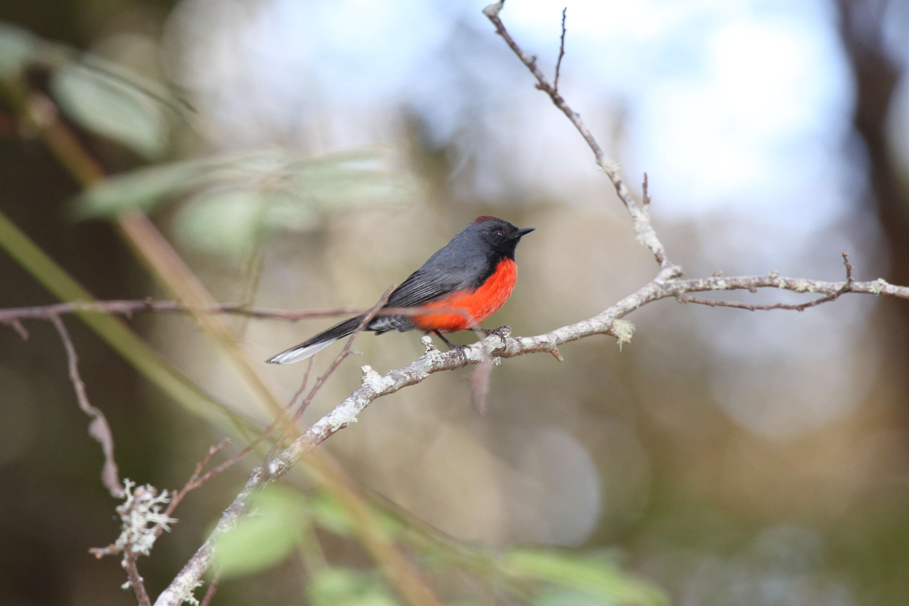 Image of Slate-throated Whitestart