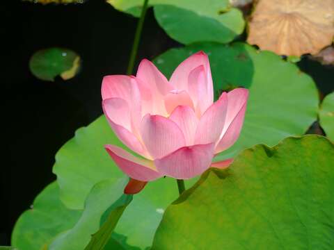 Image of lotus