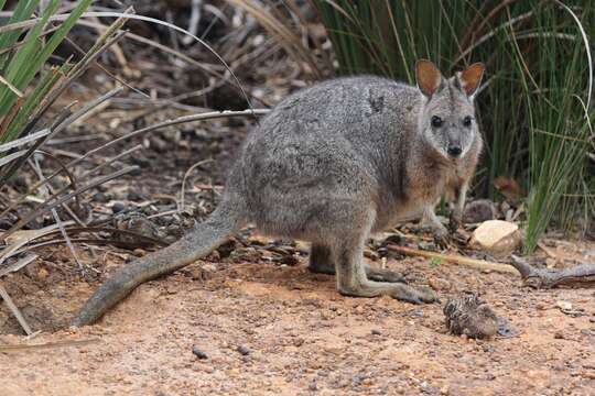 Image of Dama Wallaby