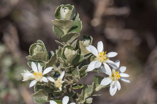 Olearia obcordata (Hook. fil.) Benth. resmi