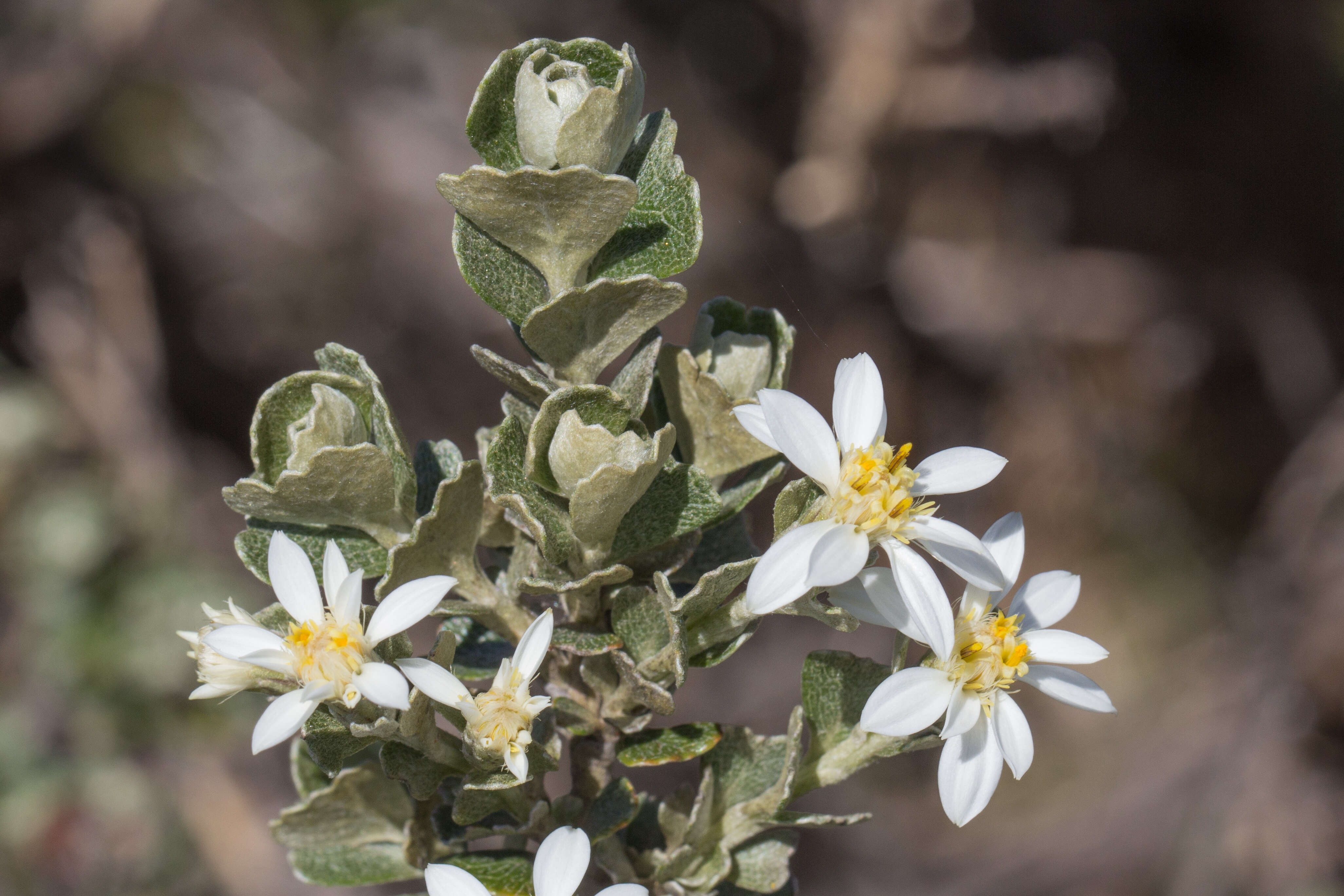 Image of heart leaf daisy bush