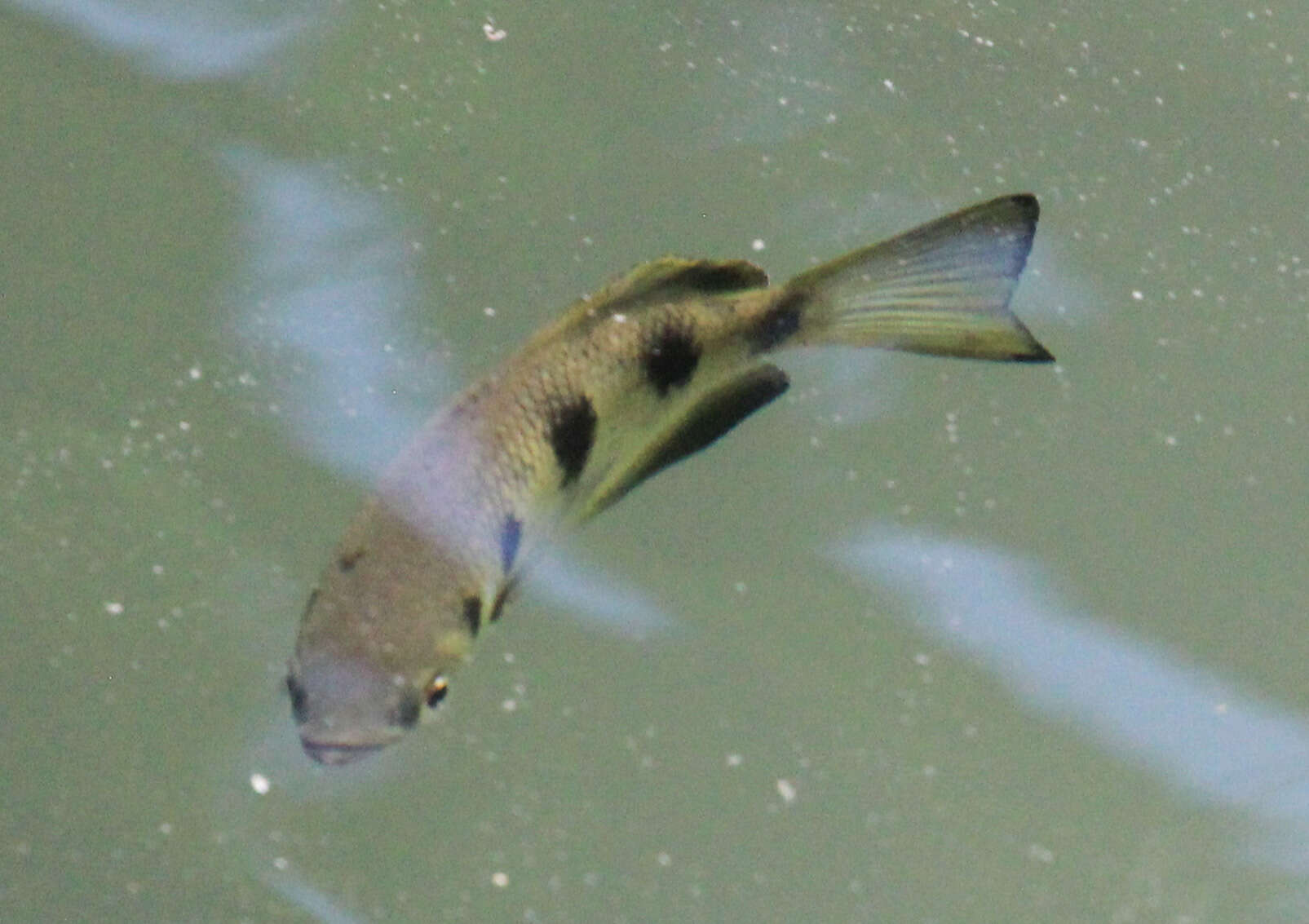 Image of archerfishes