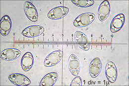 Image de Helvella macropus (Pers.) P. Karst. 1871