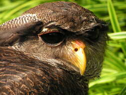 Image of Barred Eagle-Owl