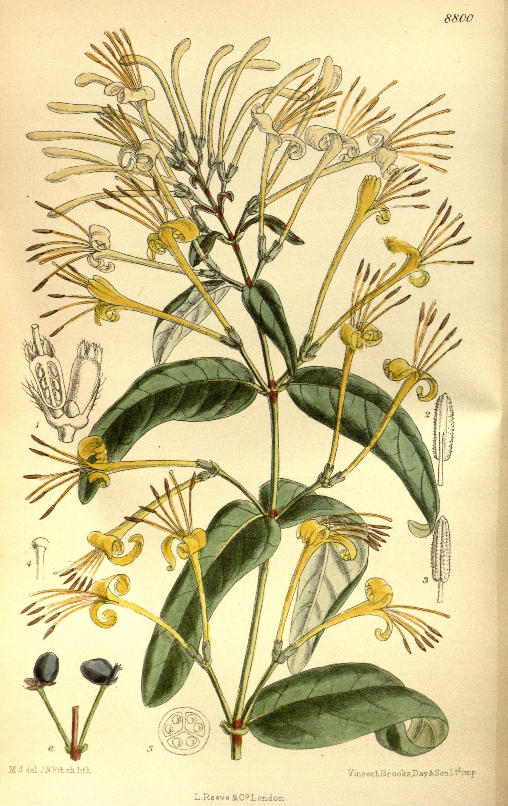 Image of Lonicera similis Hemsl.