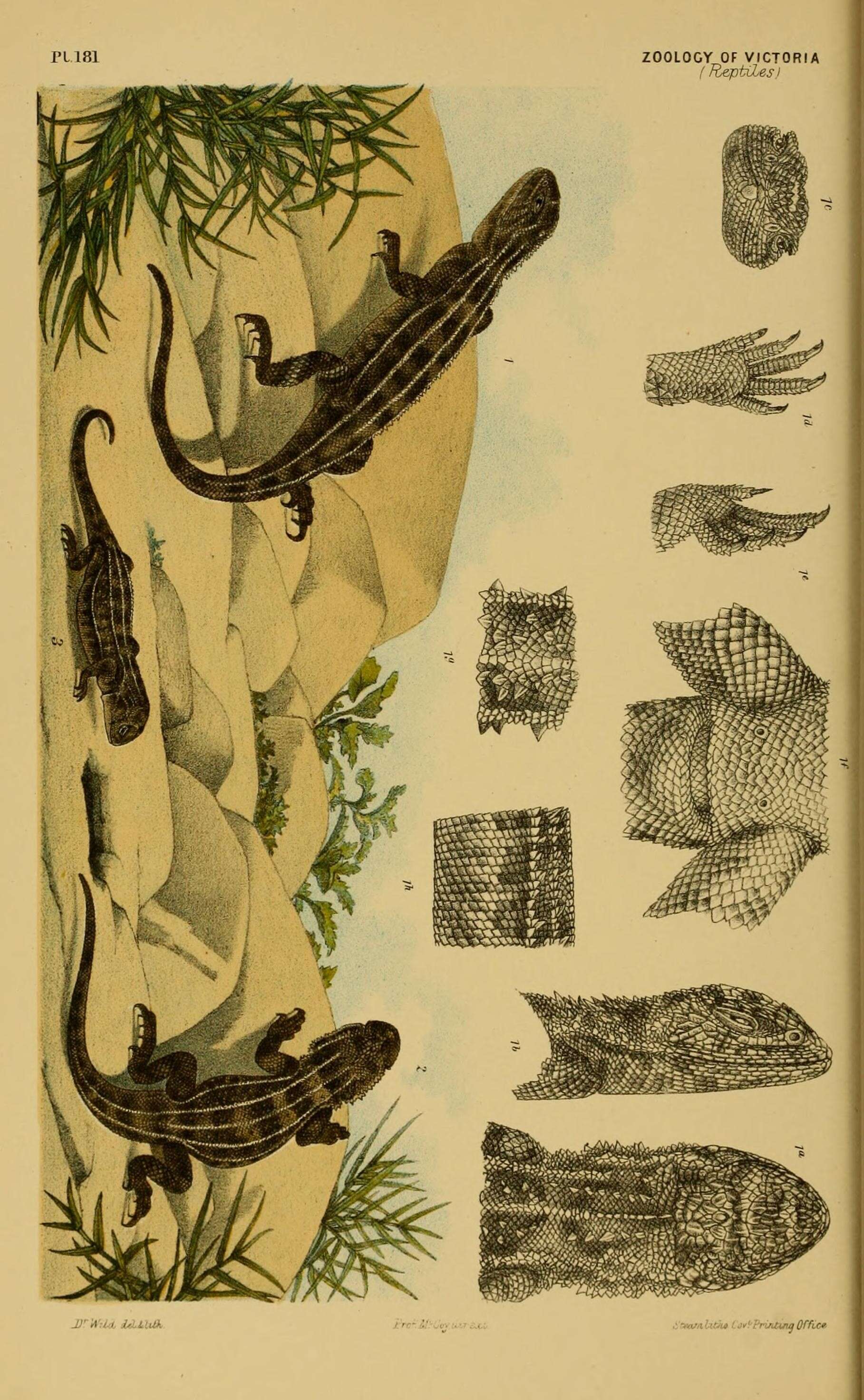 Image of Tympanocryptis W. C. H. Peters 1863