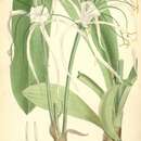 Image of Hymenocallis harrisiana Herb.