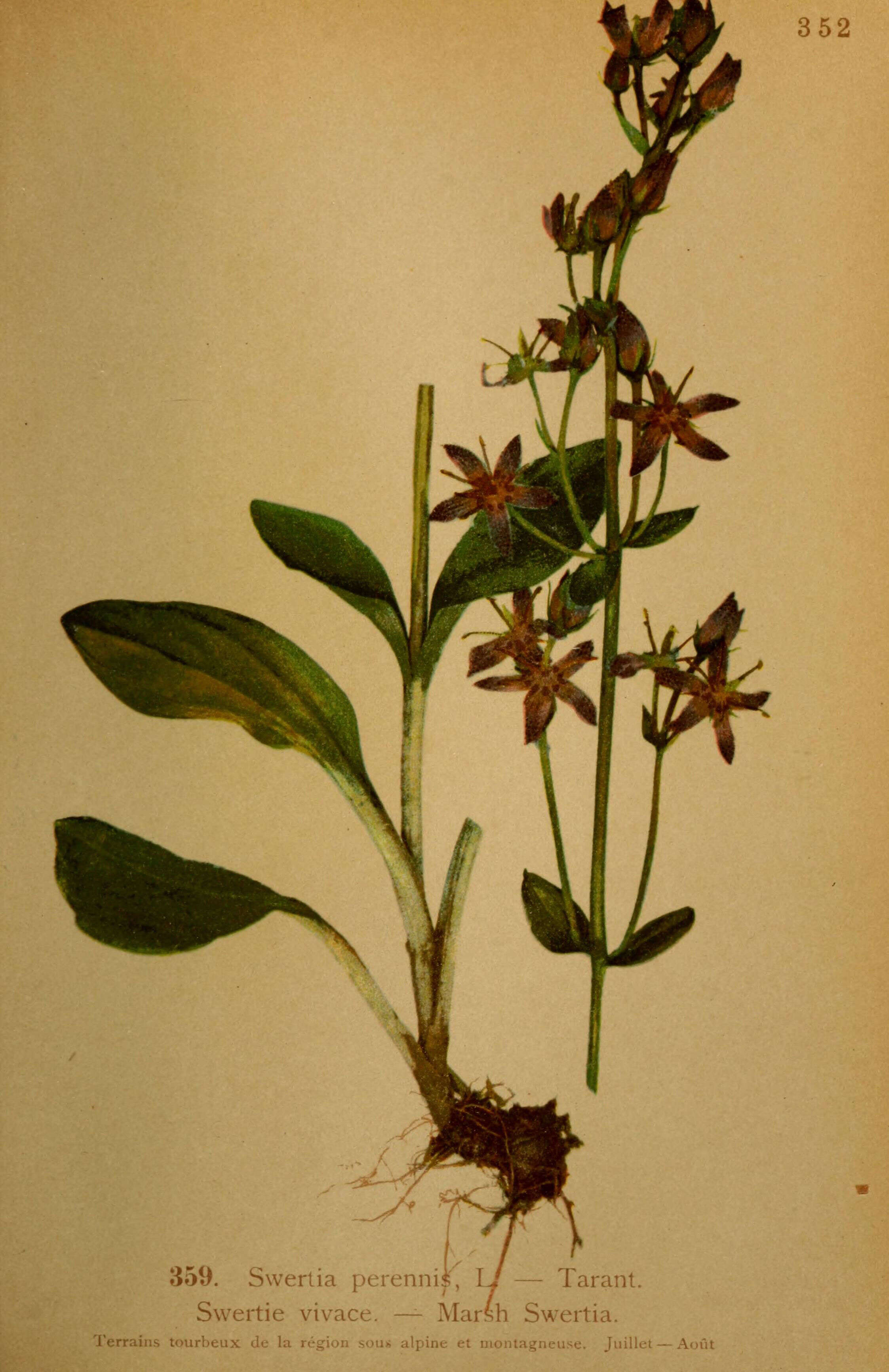 Image of felwort