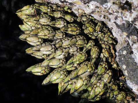 Image of goose-necked barnacle