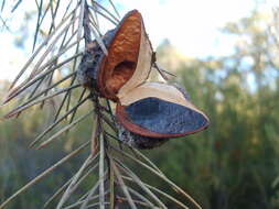 Imagem de Hakea sericea Schrad. & J. C. Wendl.