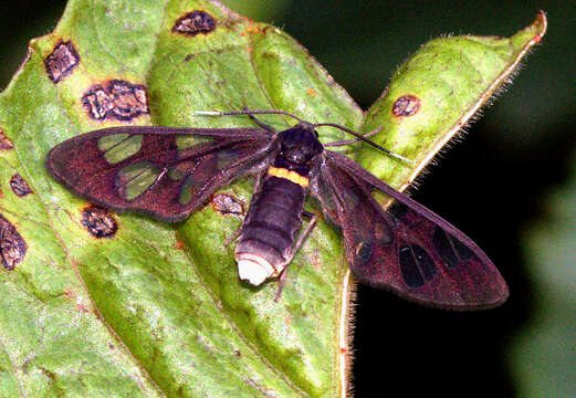 Image of Erebidae