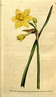 Image of Campernelle jonquil