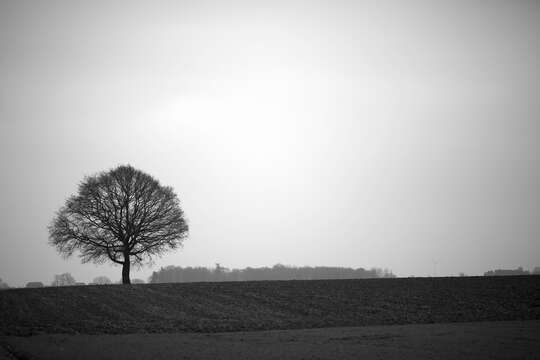 Image of English oak