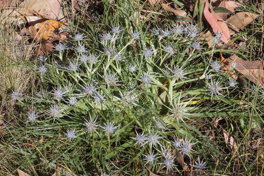 Imagem de Eryngium ovinum A. Cunn.