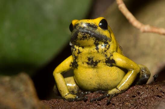 Image of Golden Poison Frog