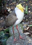 Image of Masked Lapwing