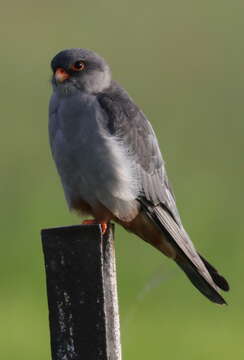 Image of Amur Falcon