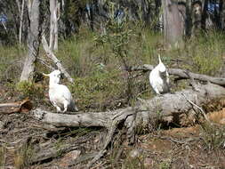 Image of Sulphur-crested Cockatoo