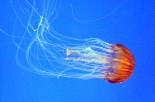 Image of sea nettle