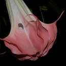 Image of Brugmansia suaveolens