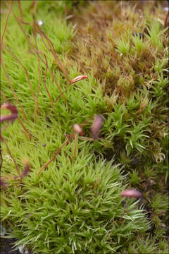 Image of ceratodon moss