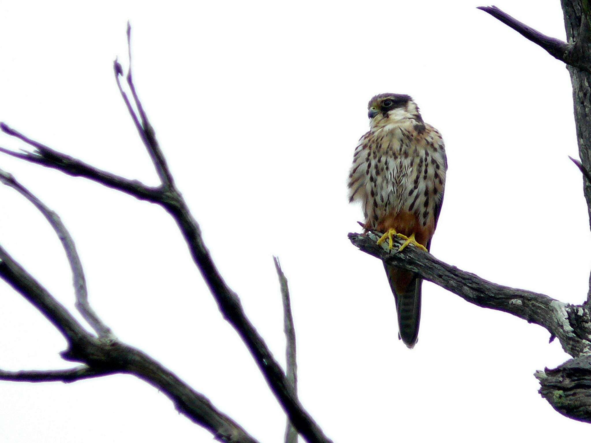 Image of Eurasian Hobby