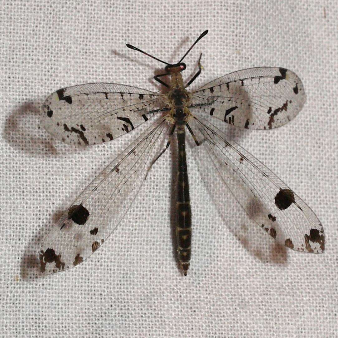 Image of Spotted-winged Antlion